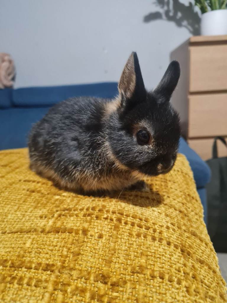 Baby rabbits Netherland dwarf 
