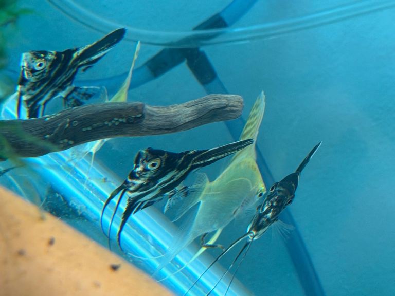 Updated 21/05 Corydora and other tropical fish 