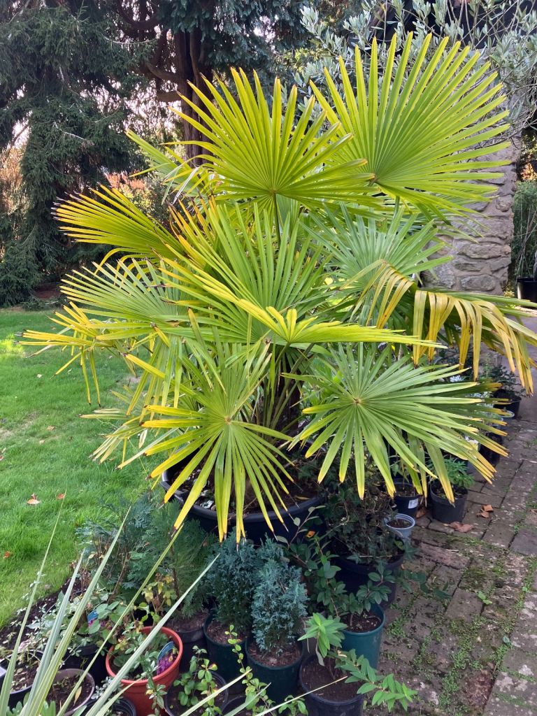 Very Large Windmill Palm/ Trachycarpus Fortunei Garden Plant. Collect Chichester