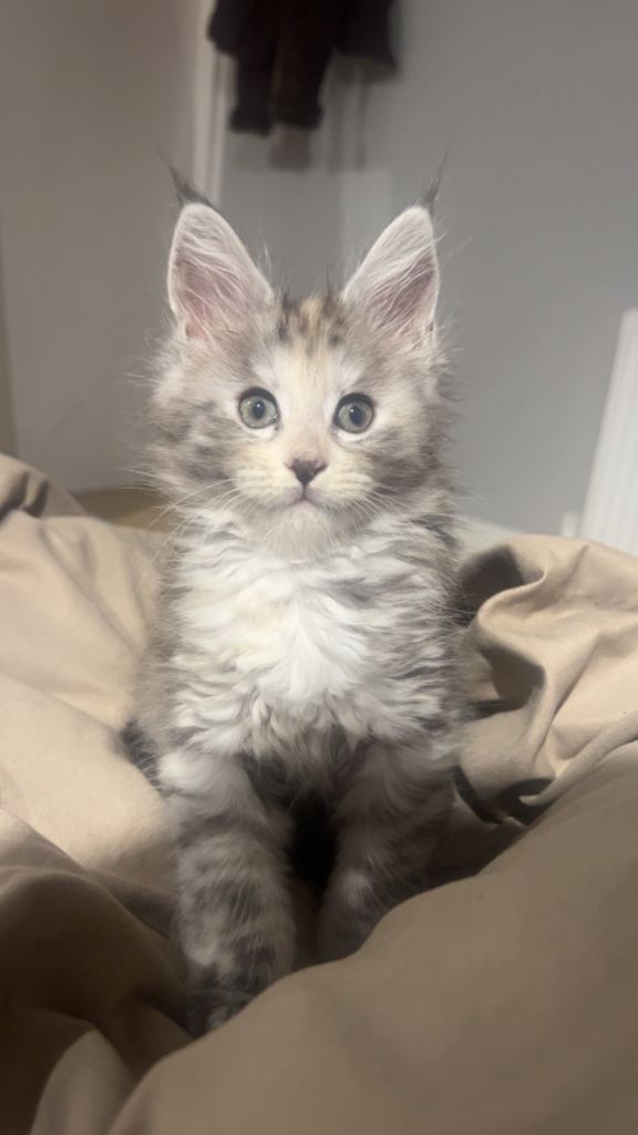 5 Maine coon kittens for sale 