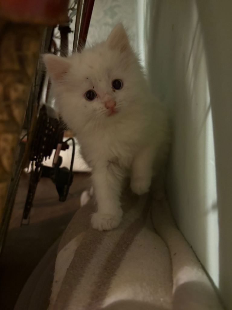 Kittens 