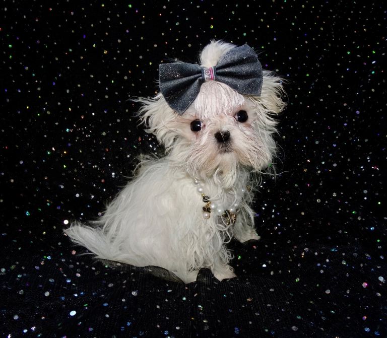 KC Registered Maltese Boy Puppy - 5 months old 