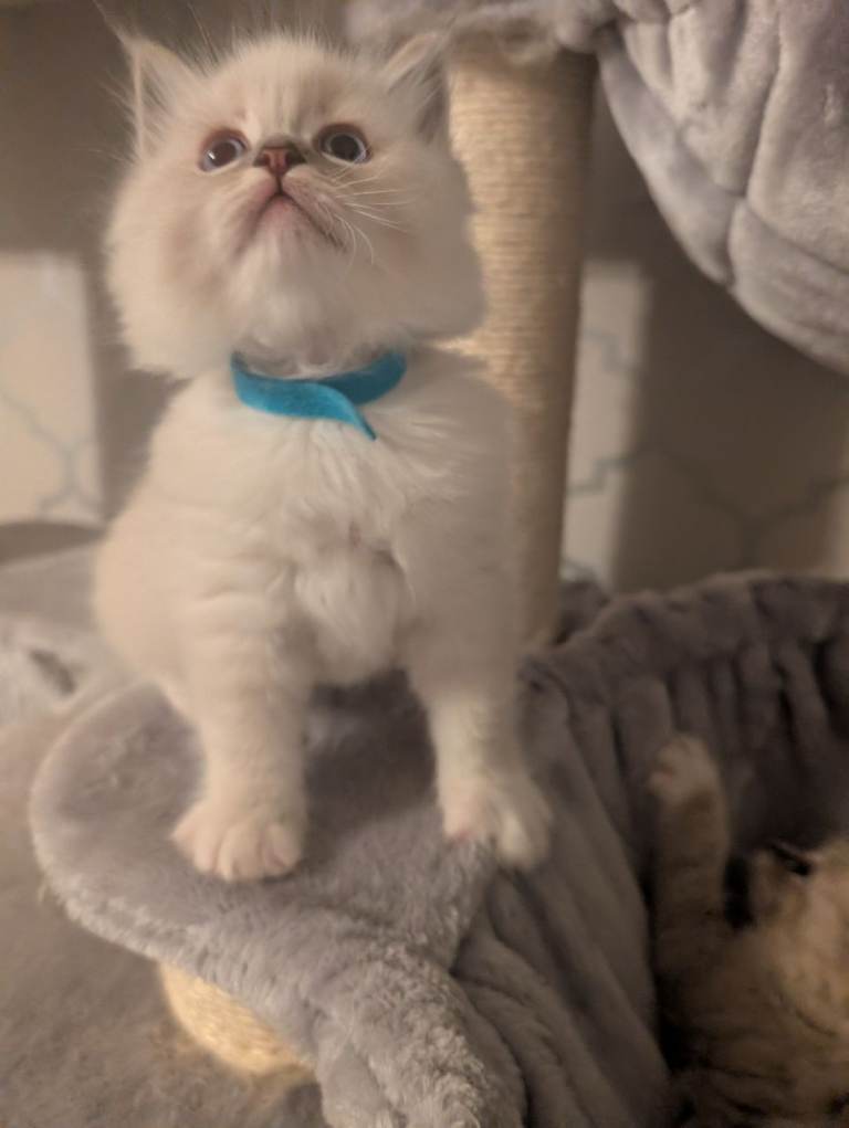 Ragdoll kittens 