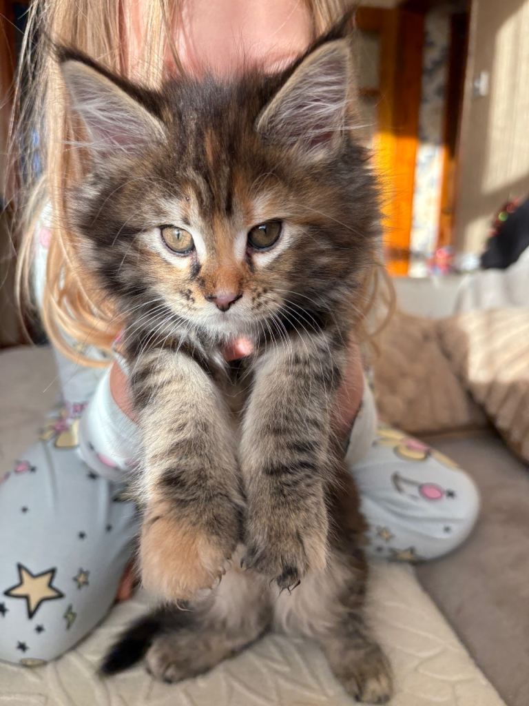 Maine Coon Kittens — Fluffy, Friendly, Ready Soon