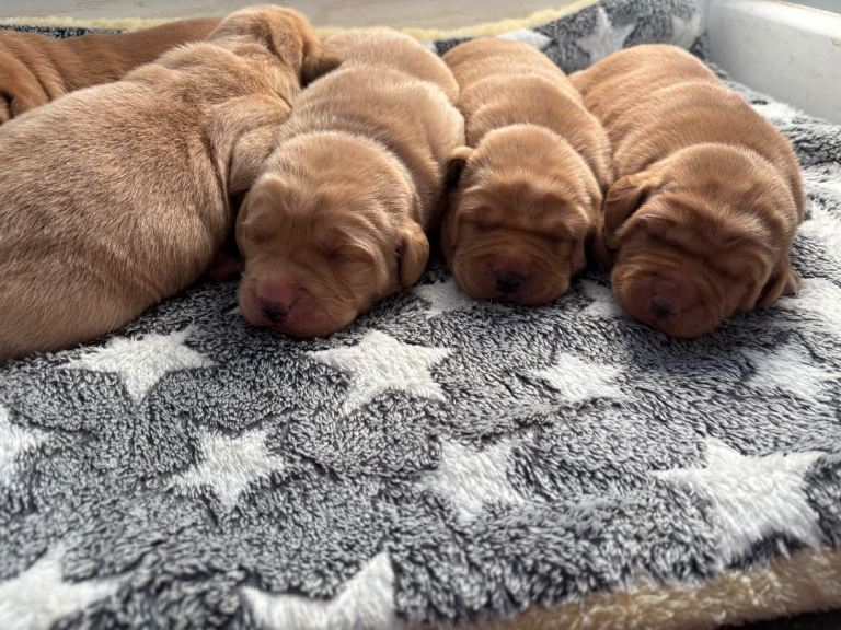 Gorgeous KC Registered Labrador puppies 