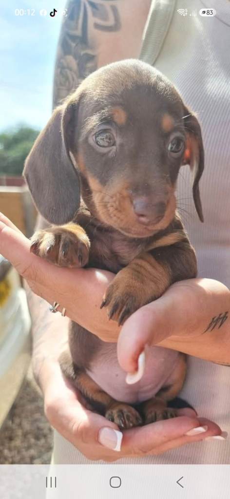 2 miniature dapple pups available 