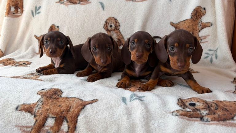 Dachshund puppies for sale 