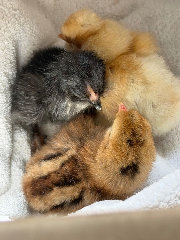 2 chicks for sale 