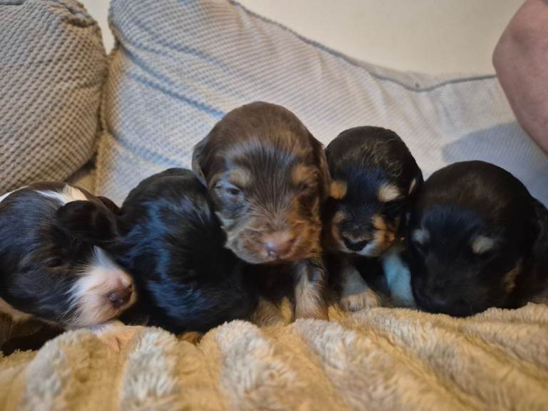 F1 Cockapoo puppies 