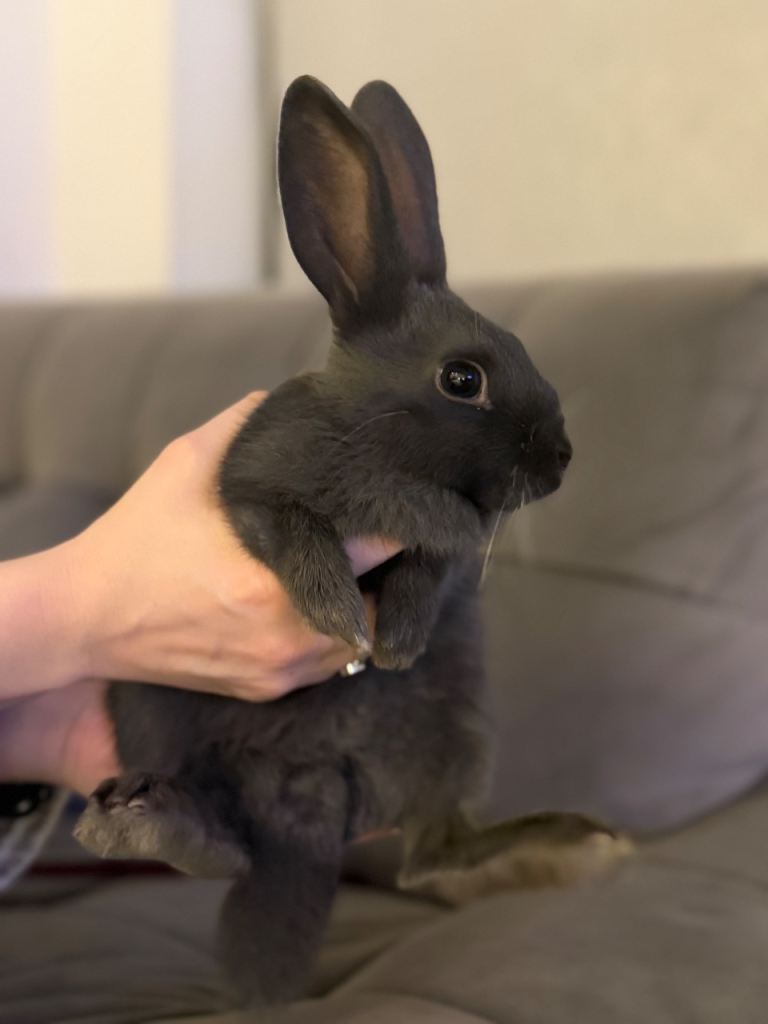 Mini Rex breed rabbits 