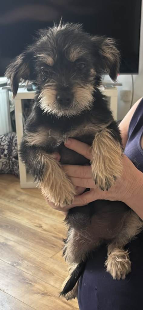 Cavajack female 