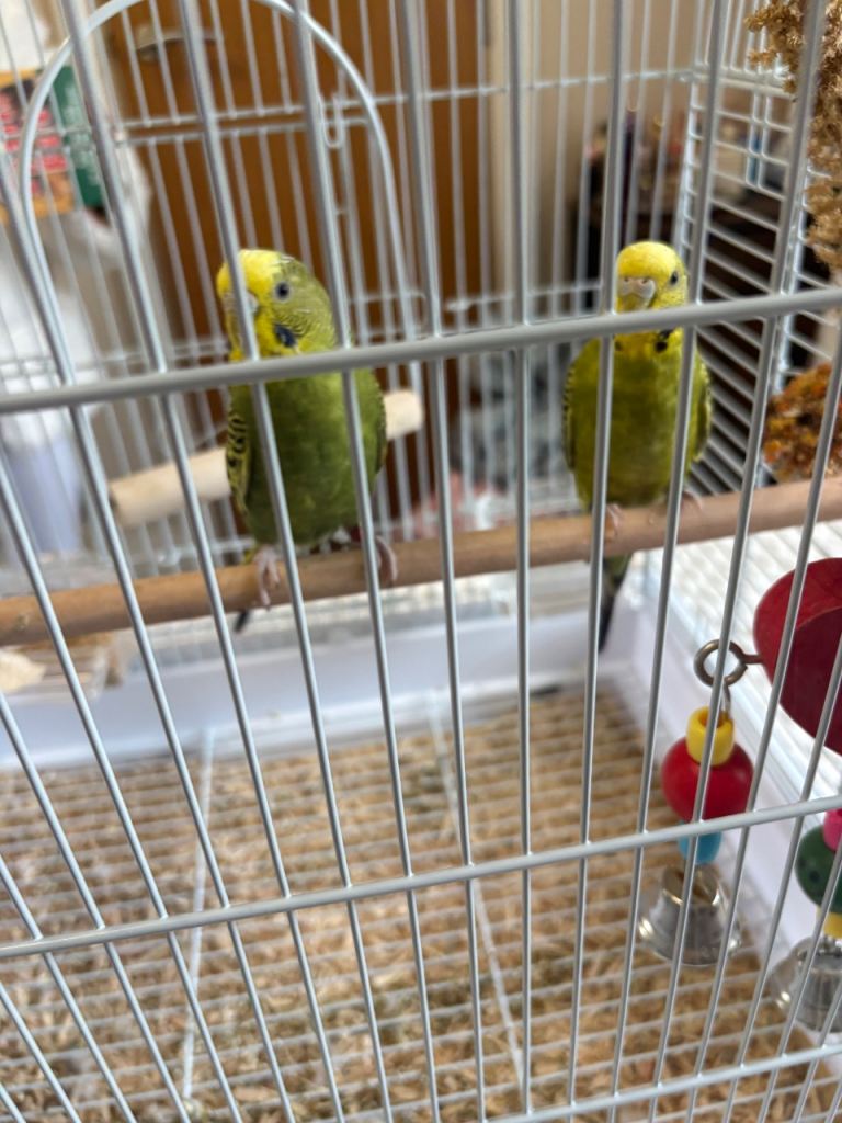 Green budgies 