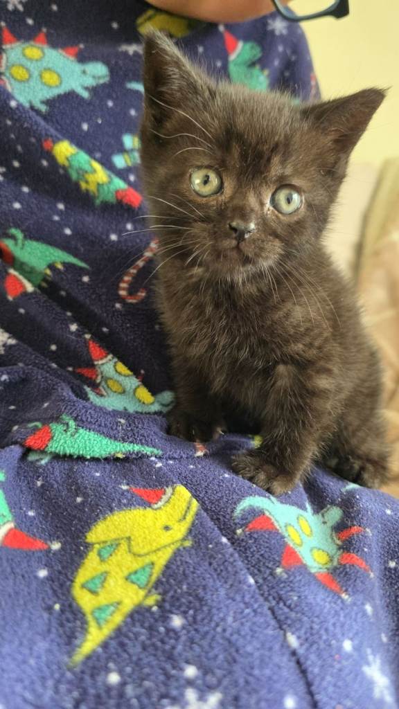 Kittens (please read description)