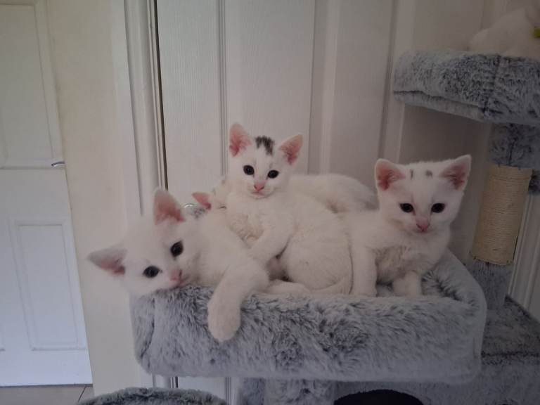 5 kittens ready to go to a loving home