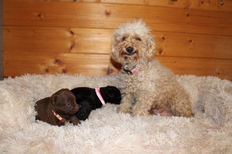 Patterpoo