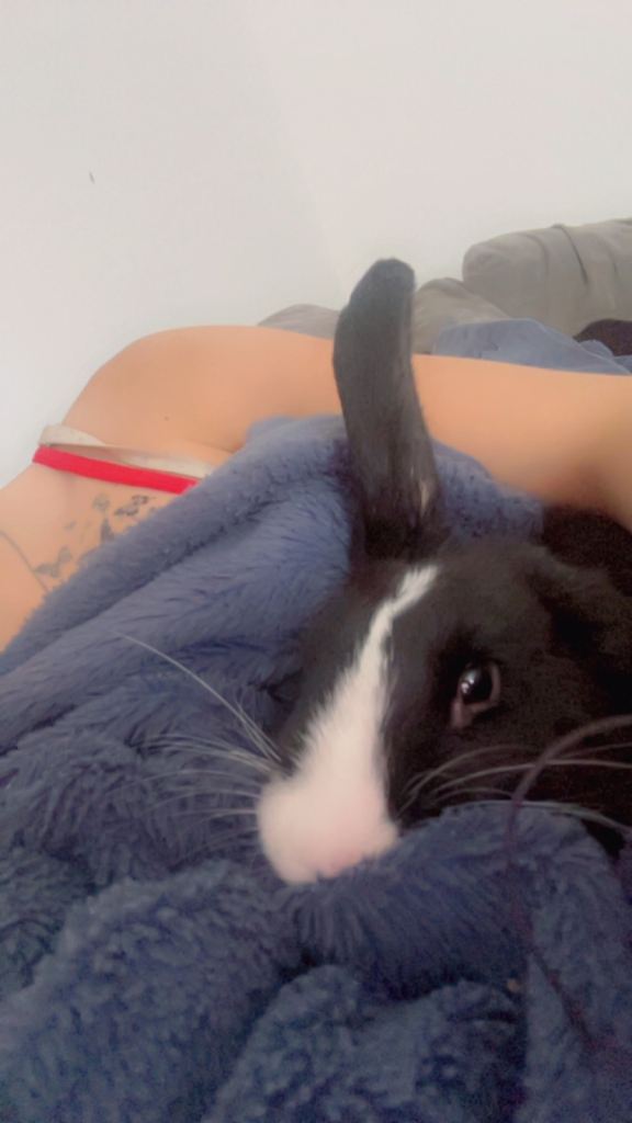 Rabbit for sale 