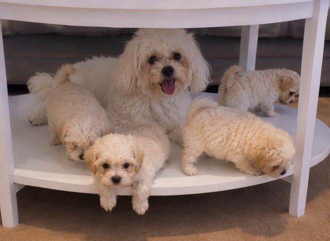 Bichon frise 