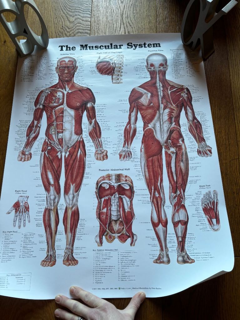 Wolters Kluwer Muscular system poster