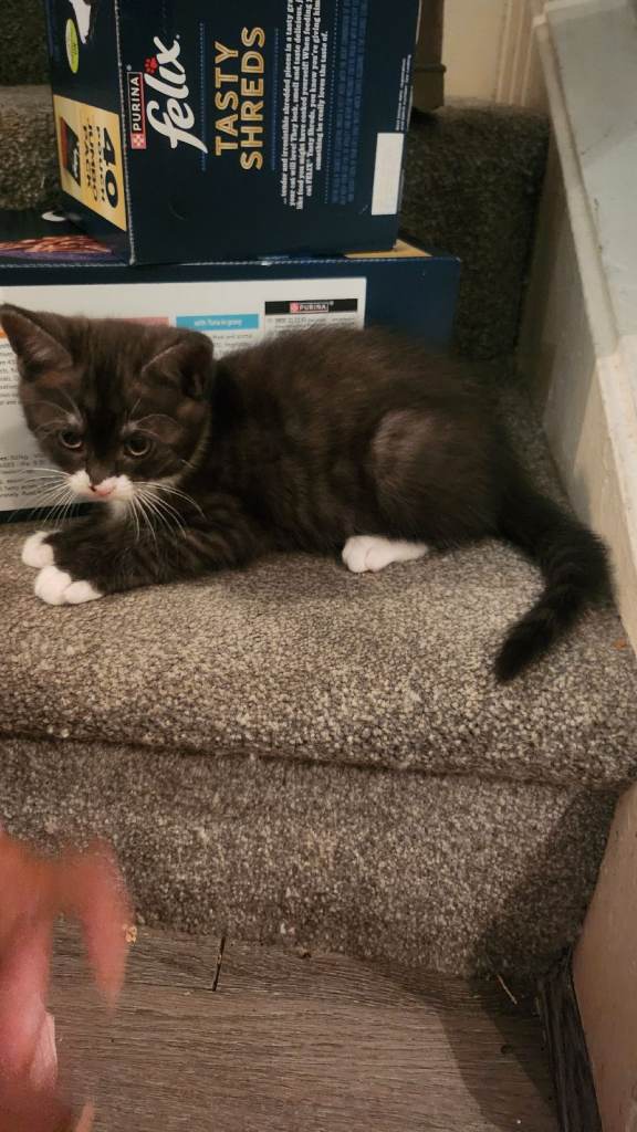 Half maincoon half domestic tom 