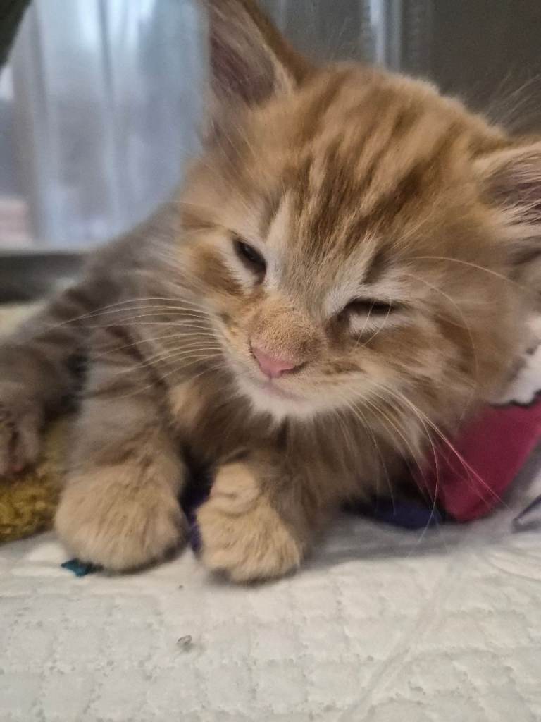 Mainecoon mix Kittens