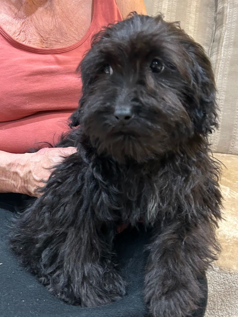 Stunning cockapoo puppies 