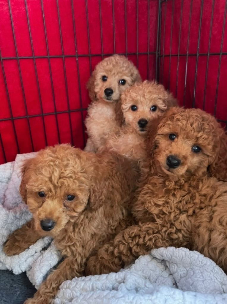 Toy Poodles