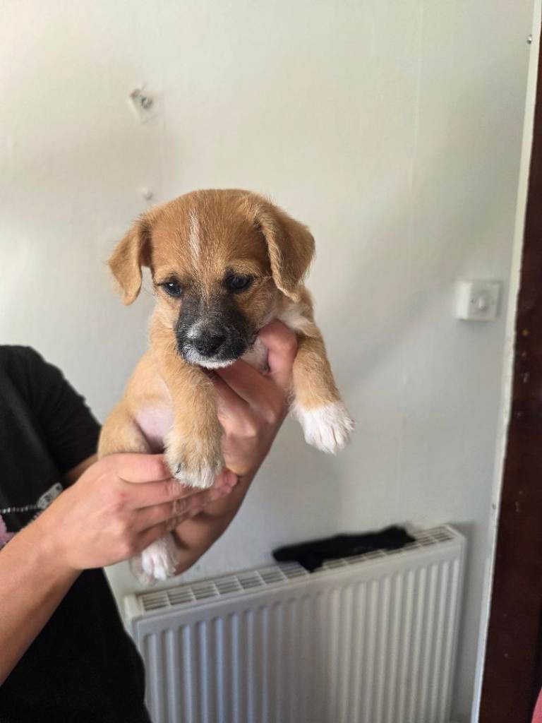 Adorable Puppies Looking for Forever Homes