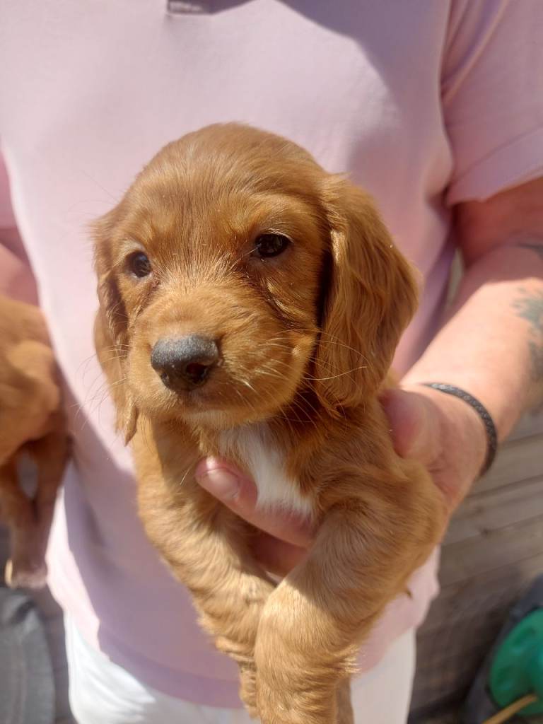 Beautiful Cocker Spaniels , 4 remaining, all Bitches
