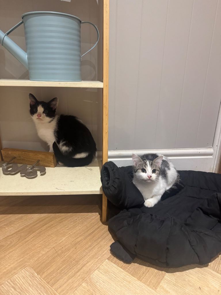 Kittens for sale 