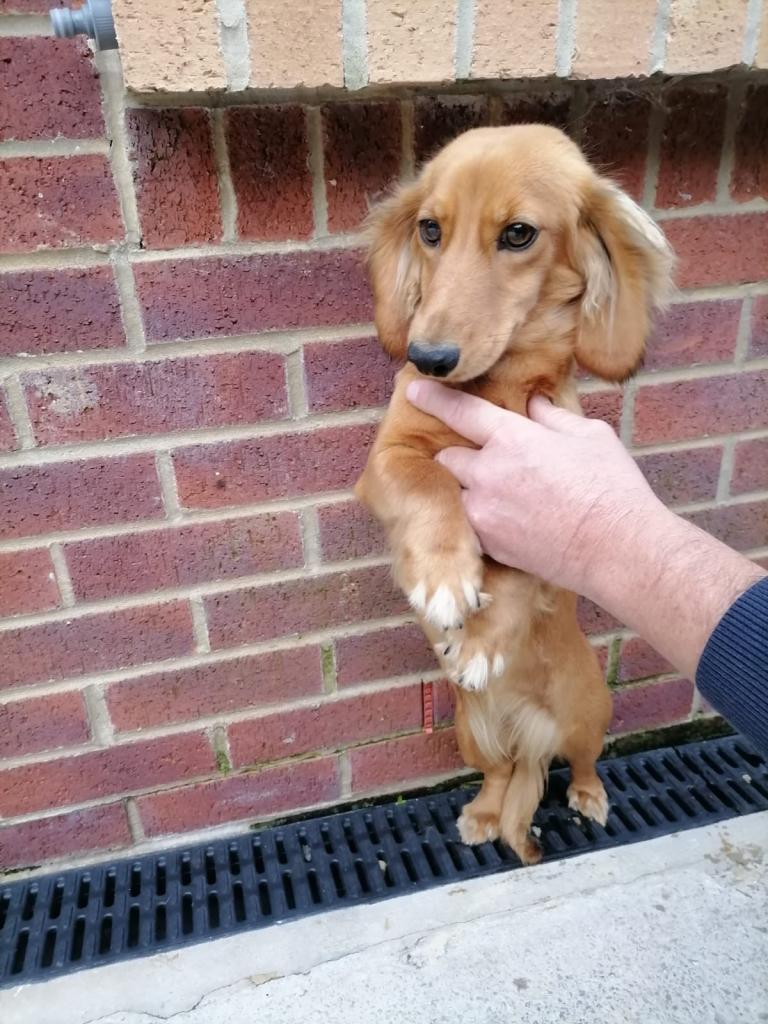 Dachshund Dog 