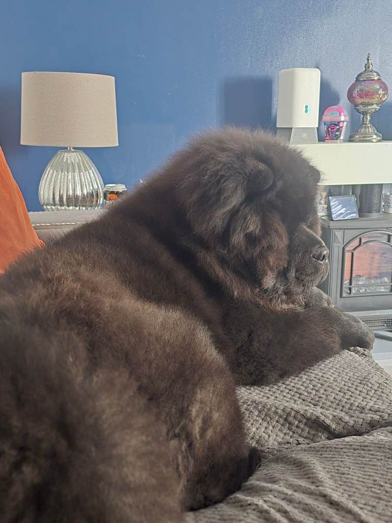 Male chow chow pup