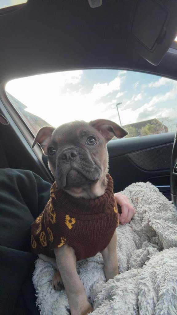 Male puppy ( French bulldog 