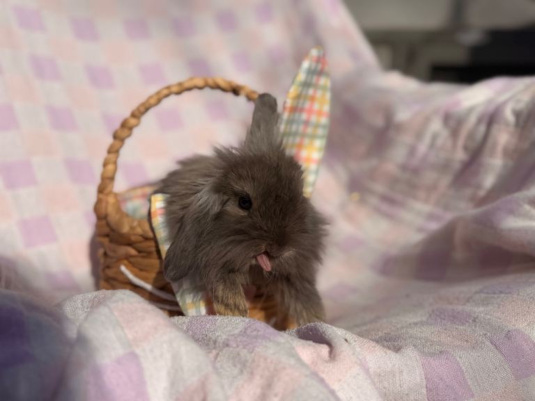 Bunnies , please read description 