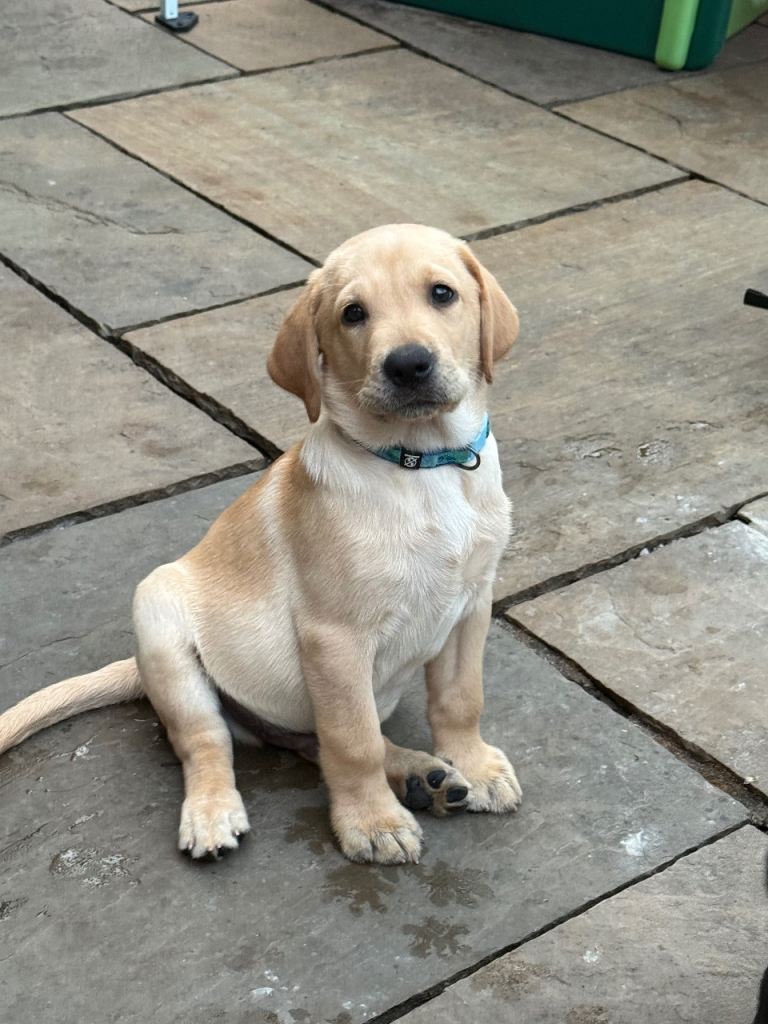 Labrador puppies for sale