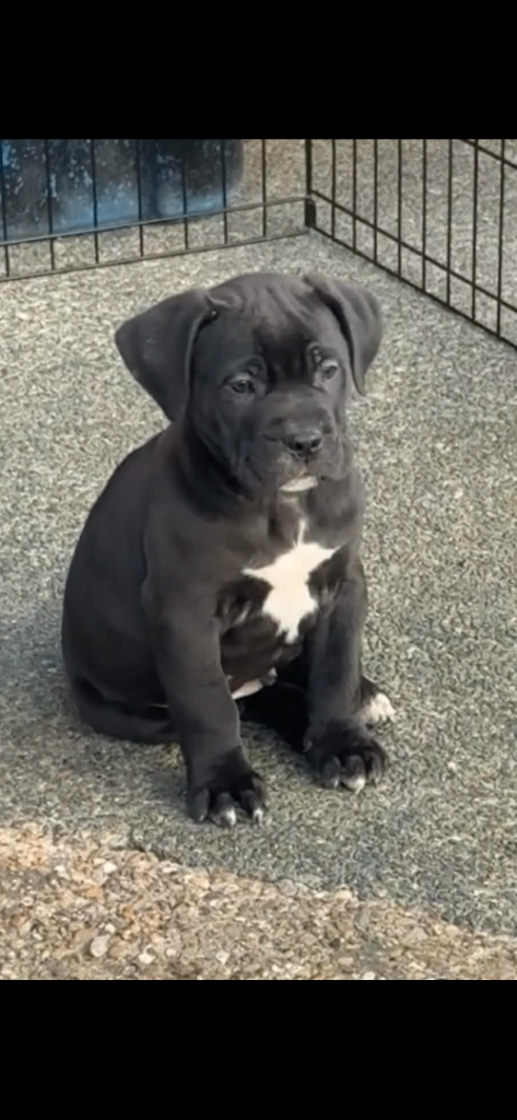 Cane Corso X READY TO LEAVE