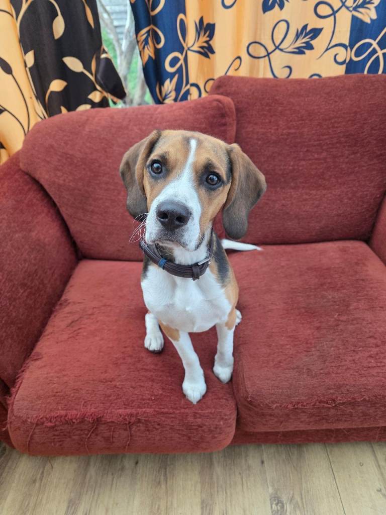 Lupin - Beautiful tri-colour Beagle