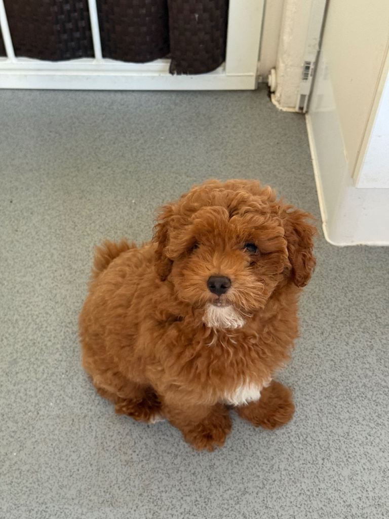 Maltipoo F1b Rare Asian maltipoo puppies 