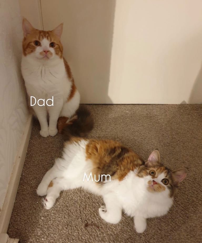 Fluffy Cute Kittens – Playful & Healthy – 