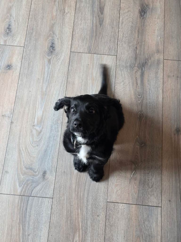 Cocker spaniel puppy for sale £500