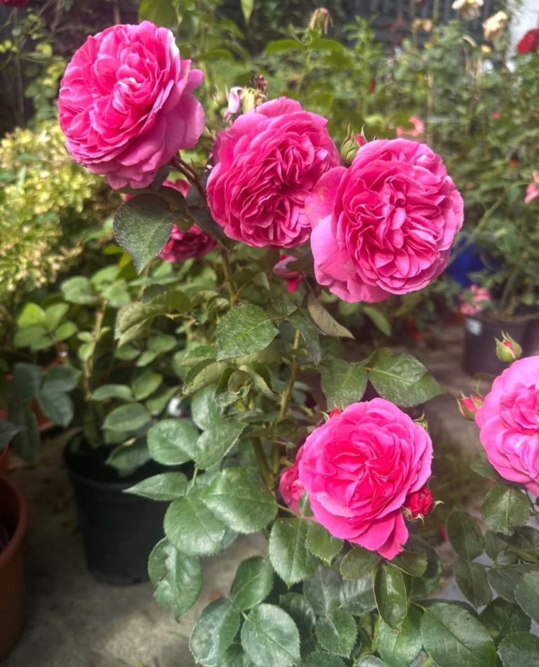 Pink bush rose 7 years established 