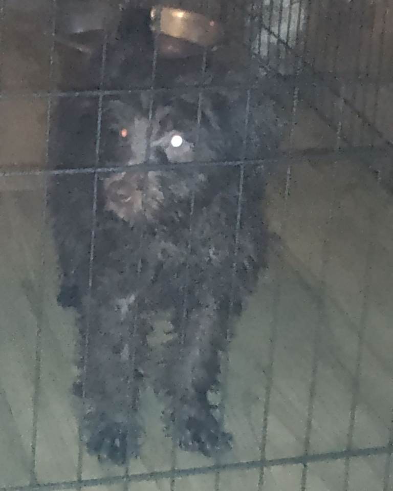 Cockapoo chocolate girls 