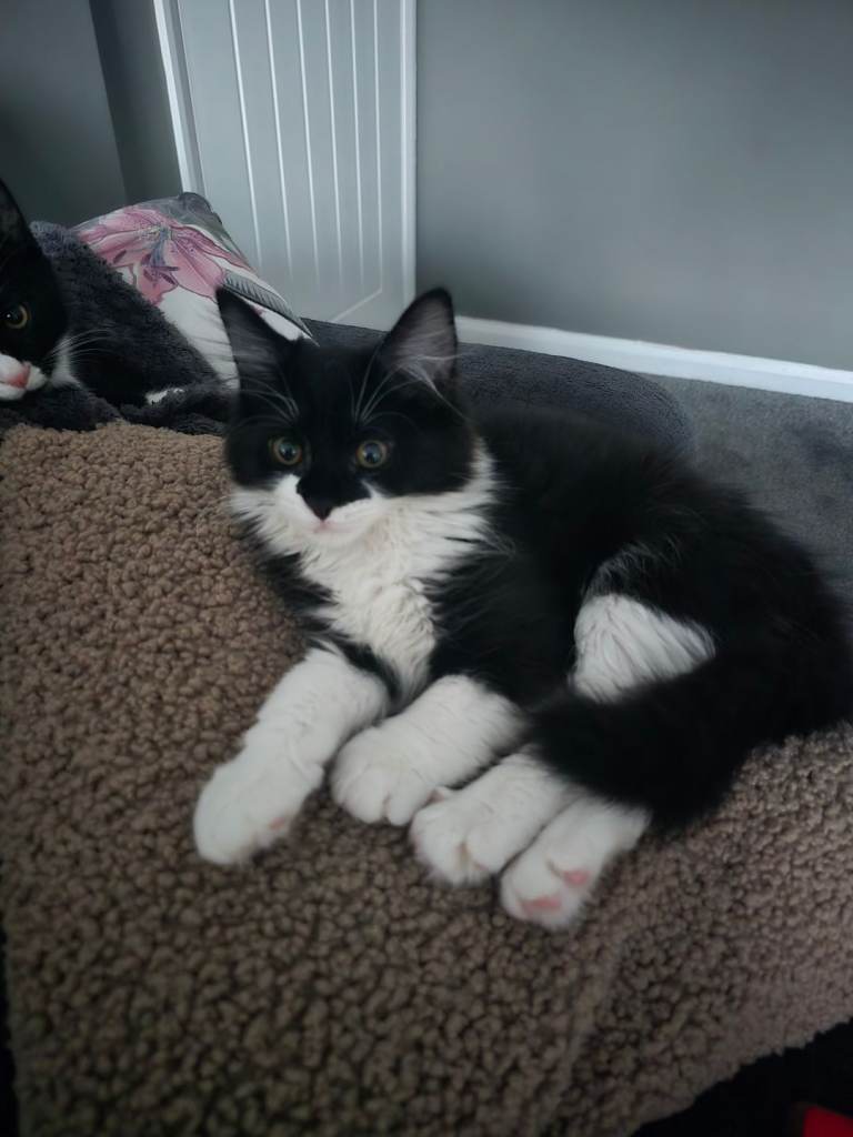 Brother and Sister kitten pair