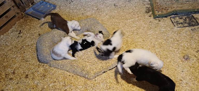 Collie Pups