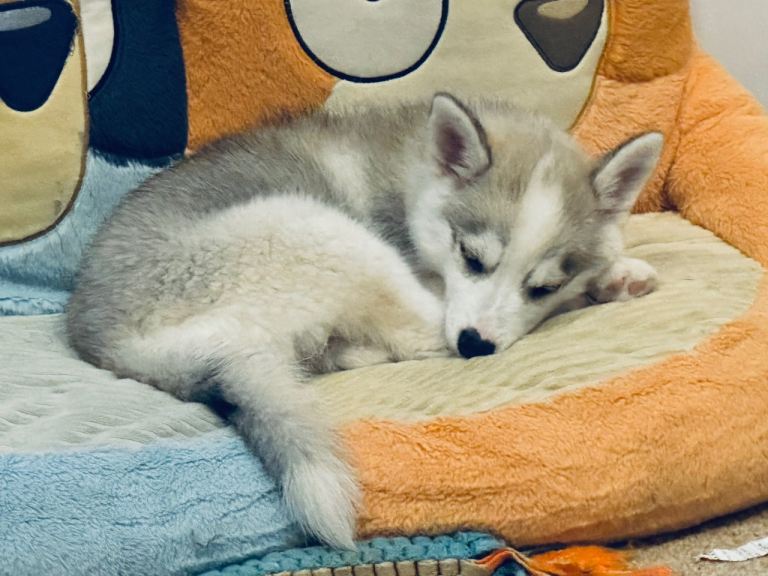 Miniature Husky ( Pomsky) puppies