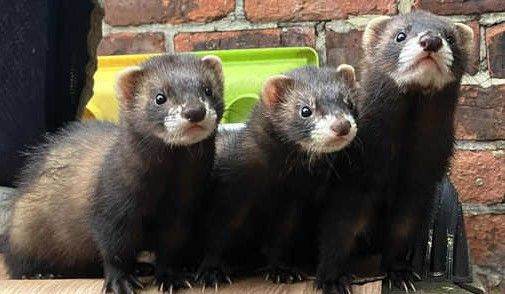 3 x Hob Ferrets 