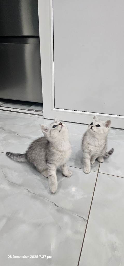 kittens 2 lovely girl available for new house 