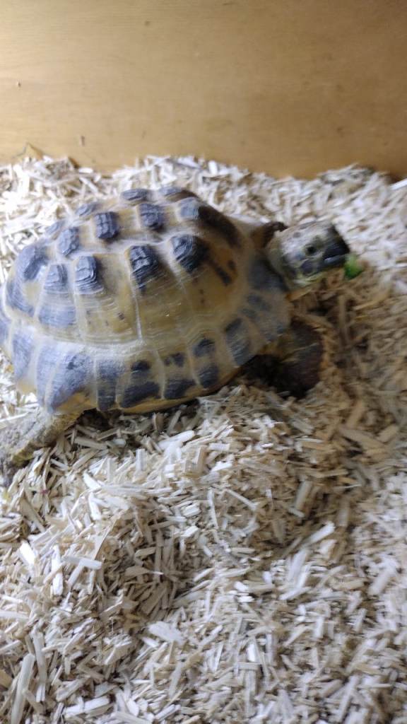 Wanted tortoise table 