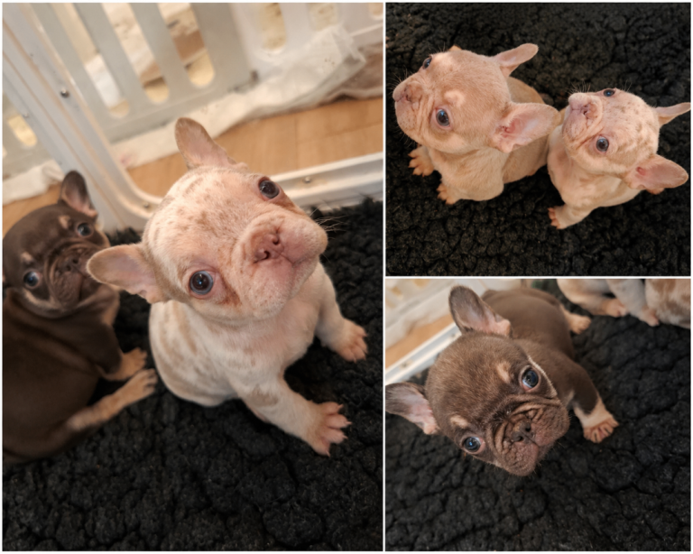 KC registered french bulldog puppies