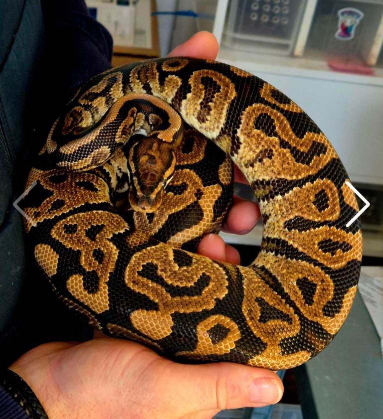 Various royal pythons