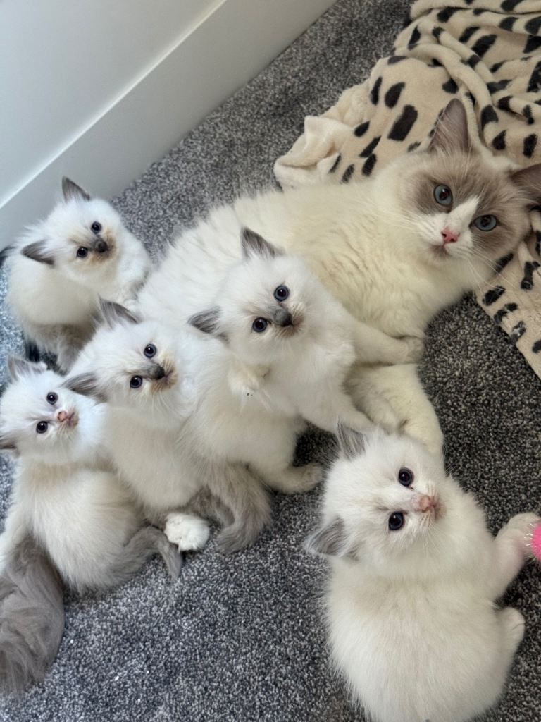 🐾 Beautiful GCCF/TICA Registered Ragdoll Kittens 🐾